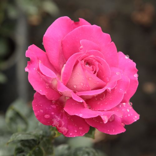 Rosa  Baronne E. de Rothschild - růžová - Stromkové růže s květmi čajohybridů - stromková růže s rovnými stonky v koruně